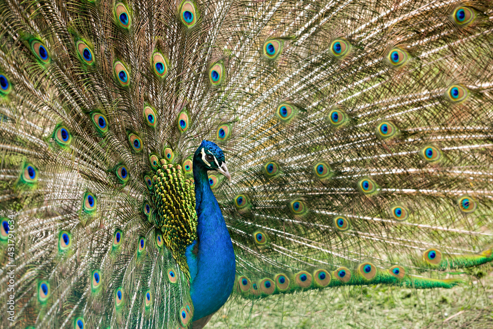 Naklejka premium bright peacock with loose feathers close-up