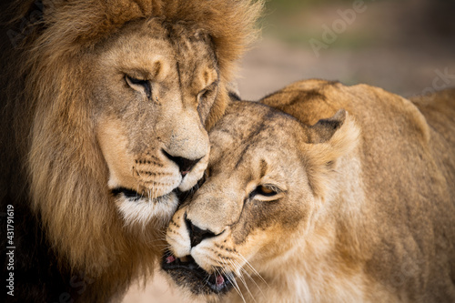 Intimate moment shared by this loving African lion couple  Mighty wild animal in nature  roaming the grasslands and savannah of Africa