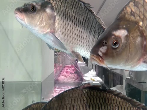 Live Fish carps swimming in water of a big aquarium at the supermarket counter, closeup. seafood sale