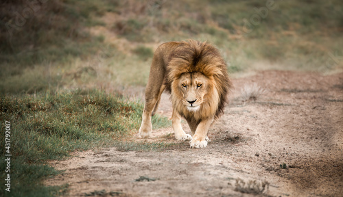 Majestic male African lion king of the jungle roaming the grasslands and savannah of Africa