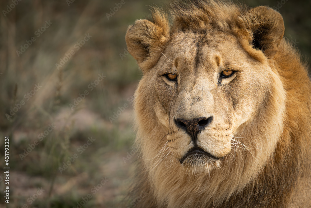 Portrait of male African lion king of the jungle - Mighty wild animal in nature, roaming the grasslands and savannah of Africa Portrait of male African lion king of the jungle - Mighty wild animal in nature, roaming the grasslands and savannah of Africa