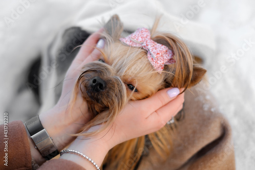 Cute small yorkie dog closeup portrait