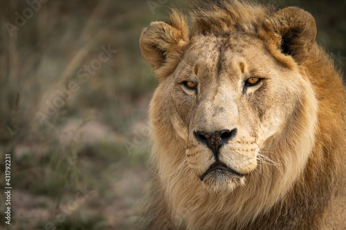 Fototapeta Naklejka Na Ścianę i Meble -  Portrait of male African lion king of the jungle - Mighty wild animal in nature, roaming the grasslands and savannah of Africa