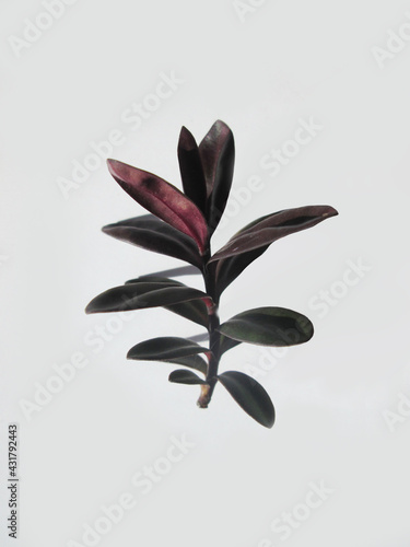 plantas
