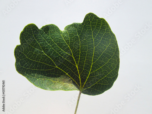 plantas