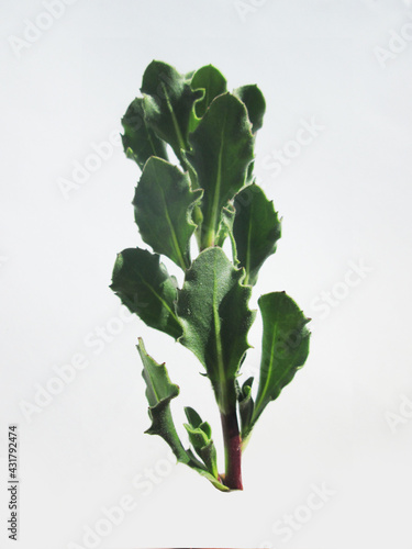 plantas