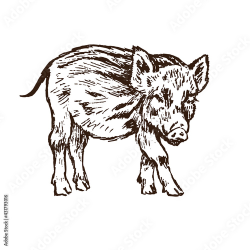 Wild boar  Sus scrofa  piglet standing side view   gravure style ink drawing illustration isolated on white