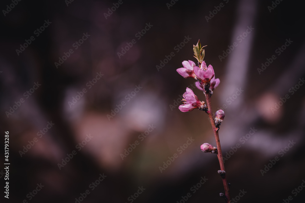 Small pink peach flowers blossom in spring tome. Peach flowers close up. Small pink peach flowers blossom in spring tome. Peach flowers close up.