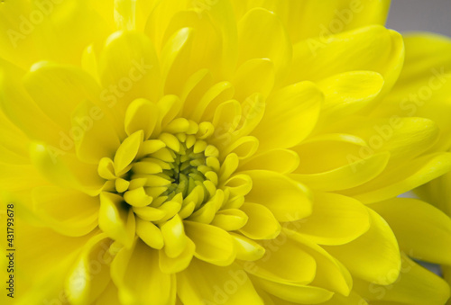 Bright yellow chrysanthemum close-up. Floral background, botany concept. Festive design