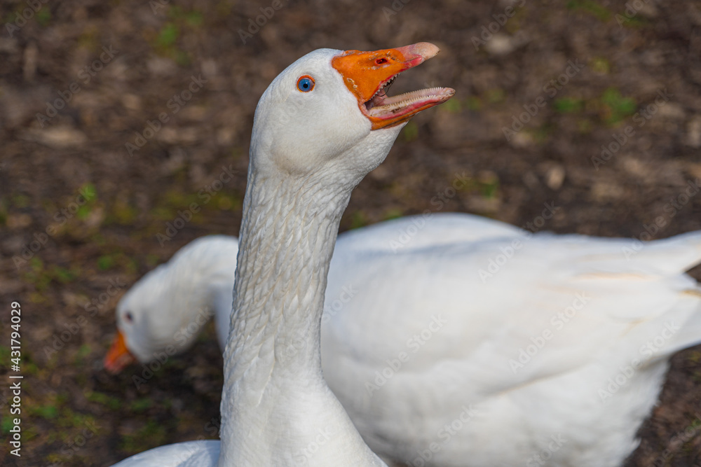 Close up low level view of Embden Emden Geese. Single portrait shot of single goose showing orange beak open with teeth spitting.