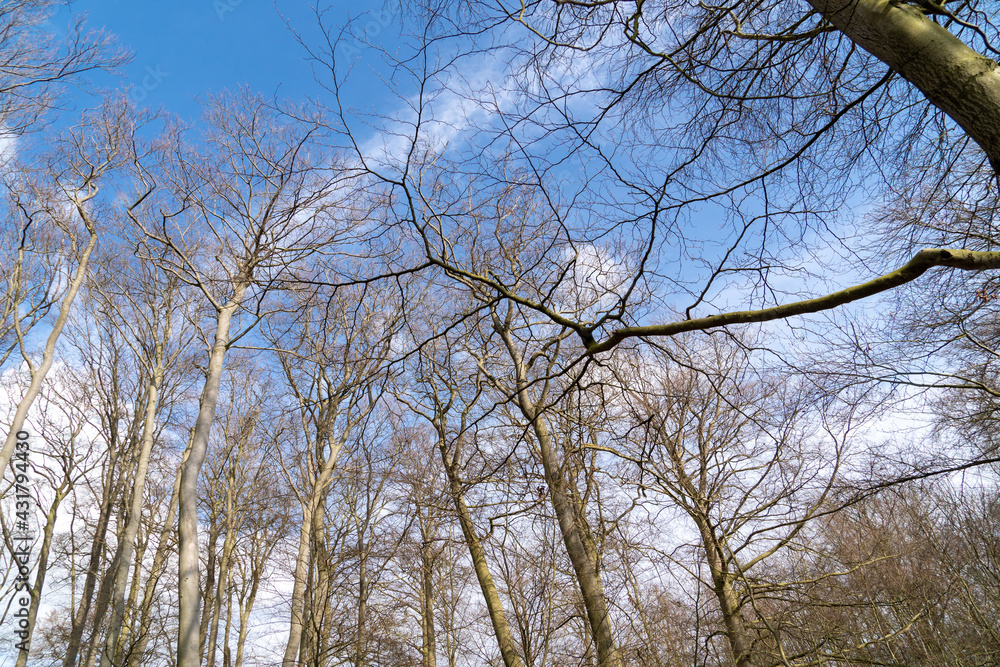 Up Tree view of beech tree against blue sky for natural layer nature texture backdrop wallpaper showing branches and twigs Silhouetted against bright sky. Up Tree view of beech tree against blue sky for natural layer nature texture backdrop wallpaper showing branches and twigs Silhouetted against bright sky.