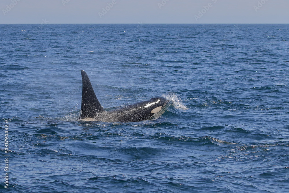 Fototapeta premium 知床の海に回遊する野生のシャチ（北海道羅臼沖）