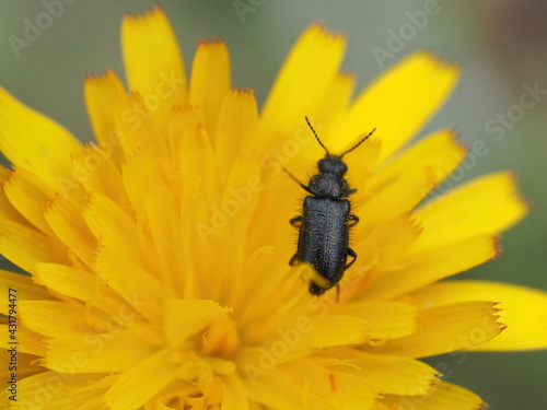 Insect on a yellow flower © Eric_Cauchi