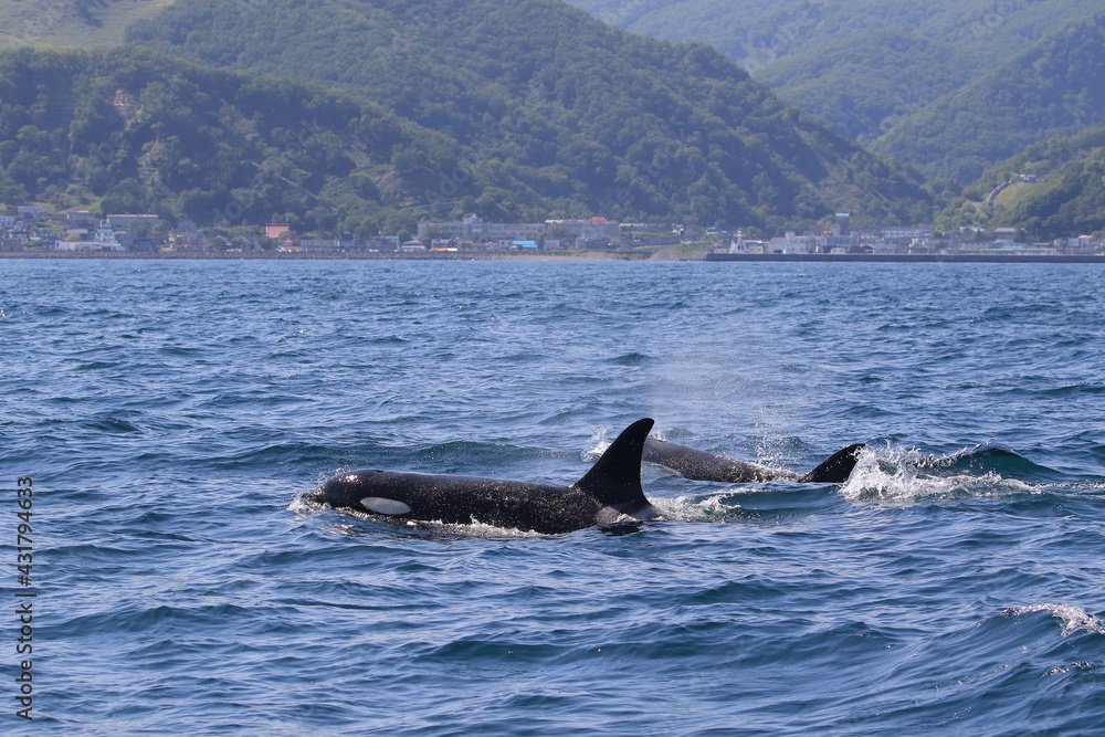 Fototapeta premium 知床の海に回遊する野生のシャチ（北海道羅臼沖）