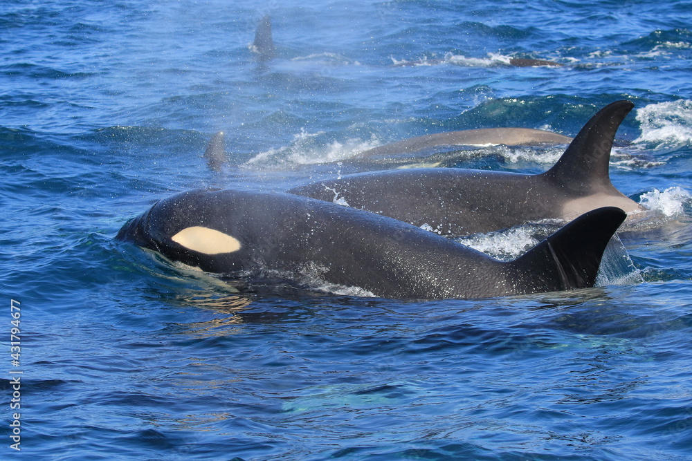 Fototapeta premium 知床の海に回遊する野生のシャチ(北海道羅臼沖)