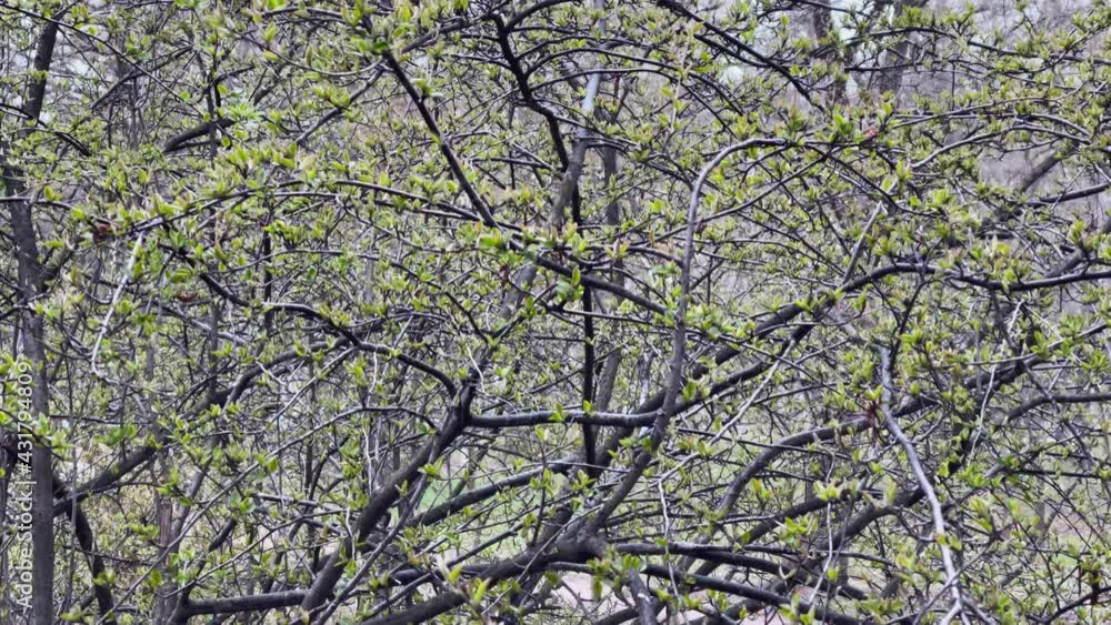 Branches of a trees start blossoming in wild park in rainy weather, small green leaflets on branches, the first days of spring, parallax effect Branches of a trees start blossoming in wild park in rainy weather, small green leaflets on branches, the first days of spring, parallax effect