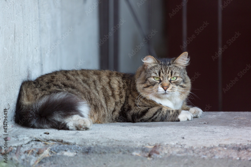 Fototapeta premium cat on a sill