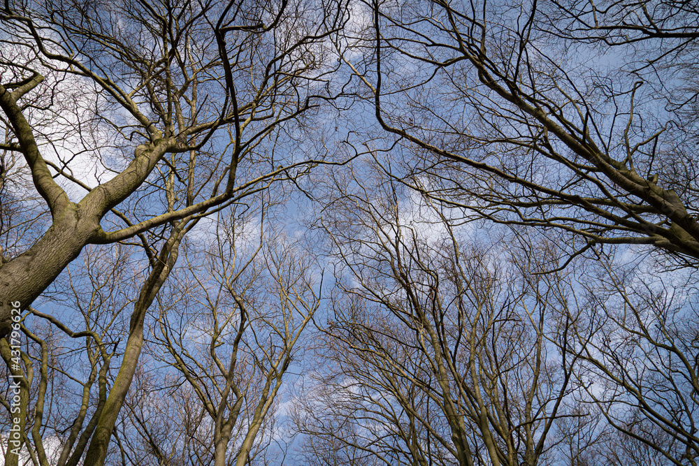 Up Tree view of beech tree against blue sky for natural layer nature texture backdrop wallpaper showing branches and twigs Silhouetted against bright sky. Up Tree view of beech tree against blue sky for natural layer nature texture backdrop wallpaper showing branches and twigs Silhouetted against bright sky.