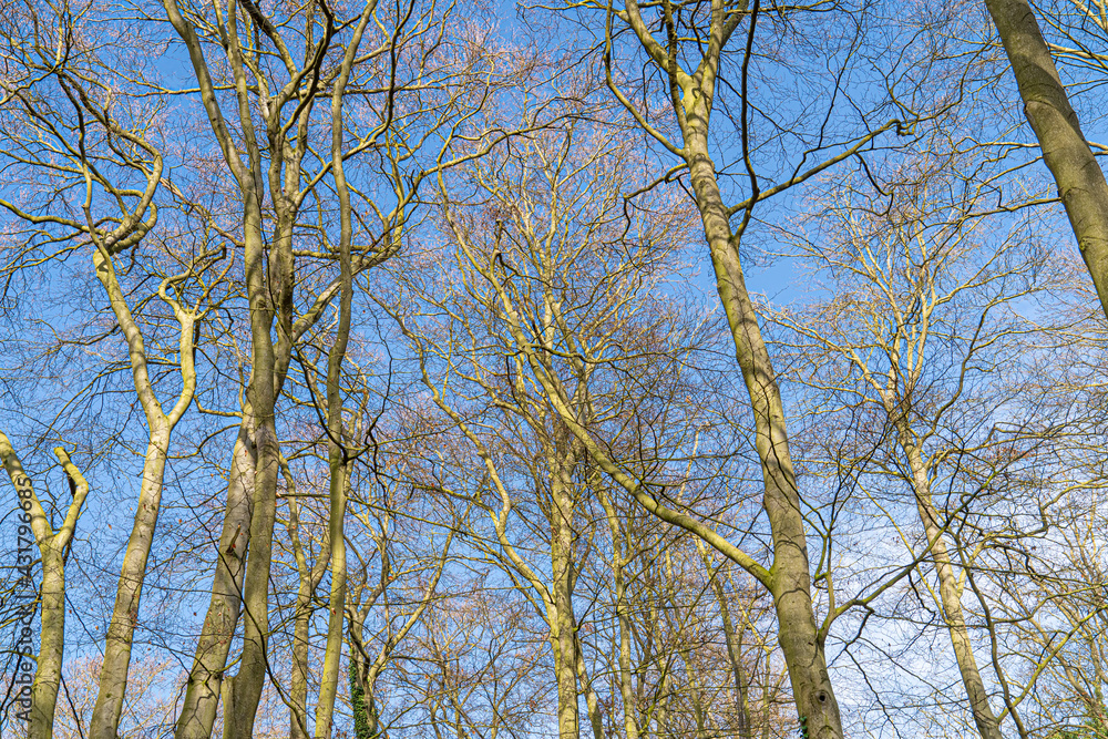 Up Tree view of beech tree against blue sky for natural layer nature texture backdrop wallpaper showing branches and twigs Silhouetted against bright sky. Up Tree view of beech tree against blue sky for natural layer nature texture backdrop wallpaper showing branches and twigs Silhouetted against bright sky.