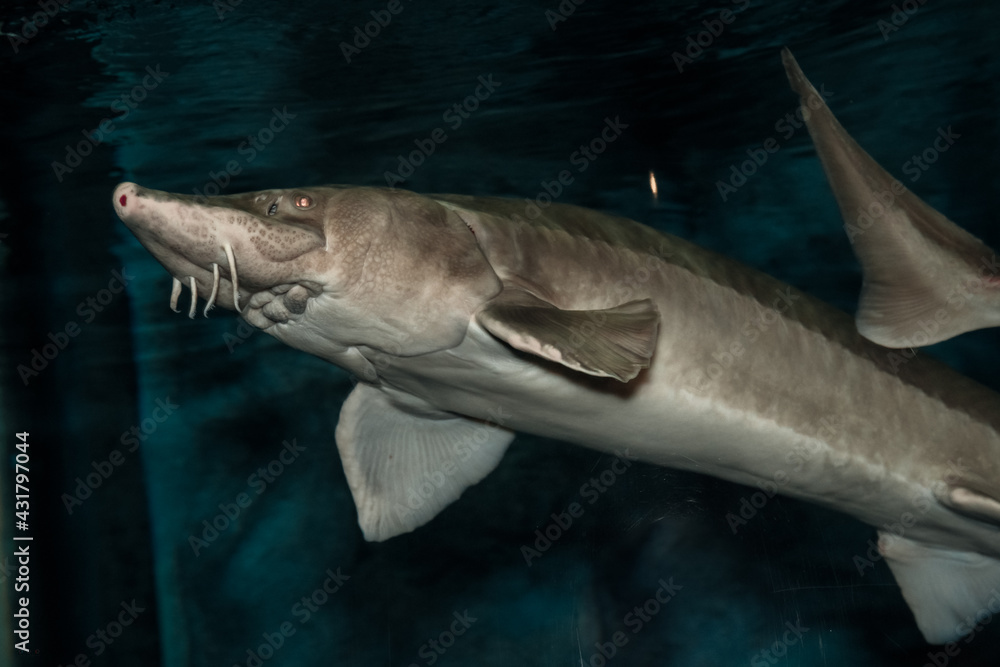 Naklejka premium shark in the sea