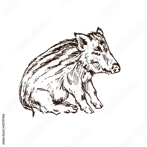 Wild boar (Sus scrofa) piglet sitting side view,  gravure style ink drawing illustration isolated on white