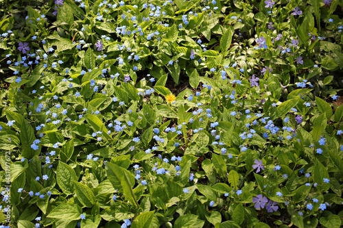 Small bushes of Eritrichium with blooming blue flowers in the spring among the trees in the forest
