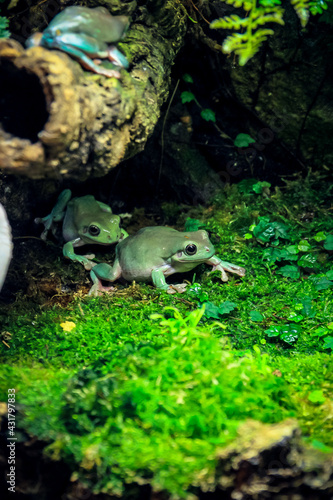 frog in the pond © Петр Usov