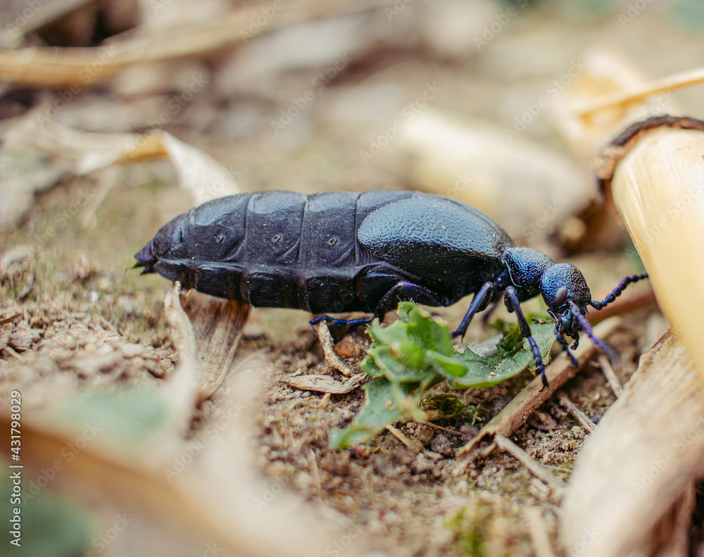 Closeup of violet oil beetle in natural environment. Meloe violaceus Closeup of violet oil beetle in natural environment. Meloe violaceus
