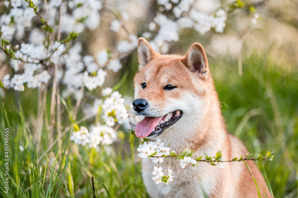 Adorable shiba inu dog breed in evening under blossoming tree flowers in the spring time. Adorable shiba inu dog breed in evening under blossoming tree flowers in the spring time.