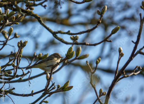 Yellow-browed Warbler (Phylloscopus inornatus) adult on a sycamore tree
