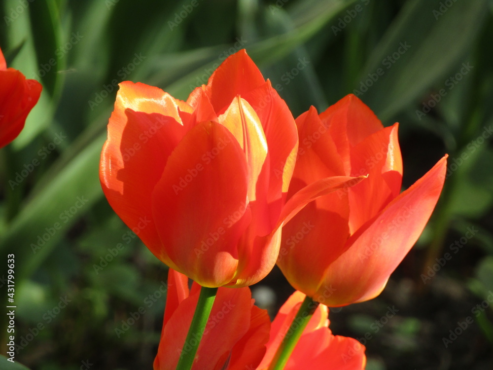 red and yellow tulips