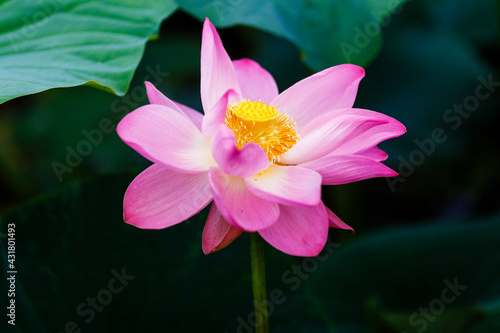A beautiful blooming lotus flower grows on the lake. Pink lotuses in a pond in nature.