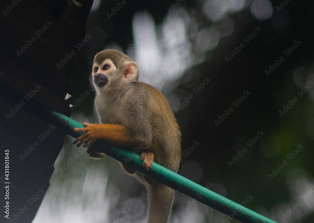 Obraz premium monkey fraile