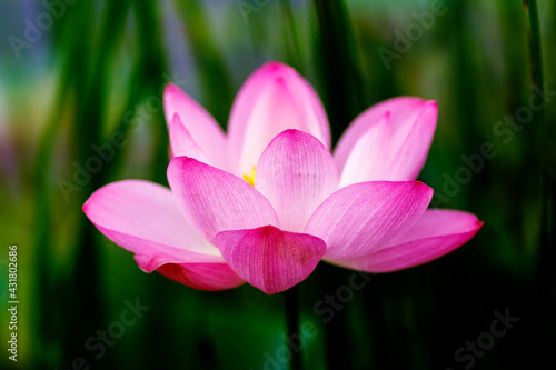 A beautiful blooming lotus flower grows on the lake. Pink lotuses in a pond in nature.