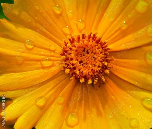 yellow gerber daisy