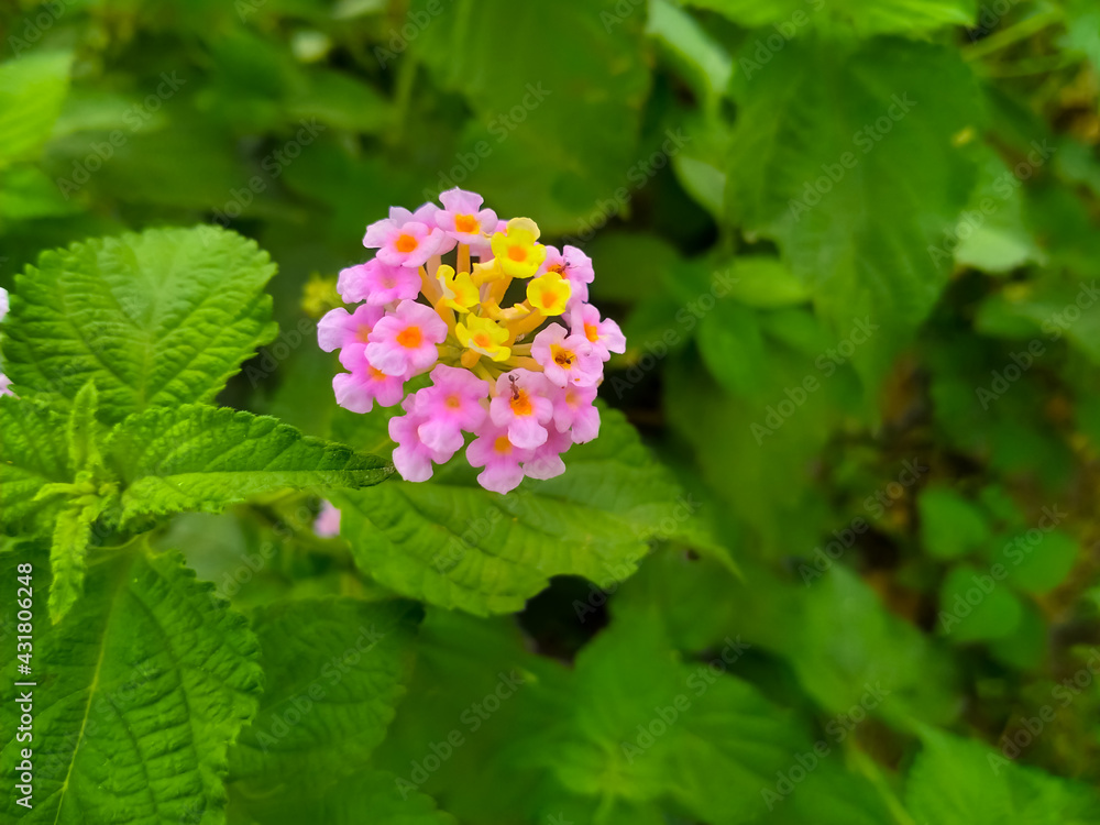 Lantana camara pink yellow flowers Lantana camara pink yellow flowers