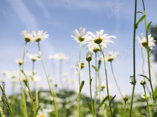 たくさんの満開の花