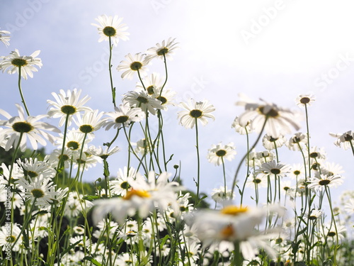 たくさんの満開の花