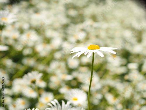 たくさんの満開の花