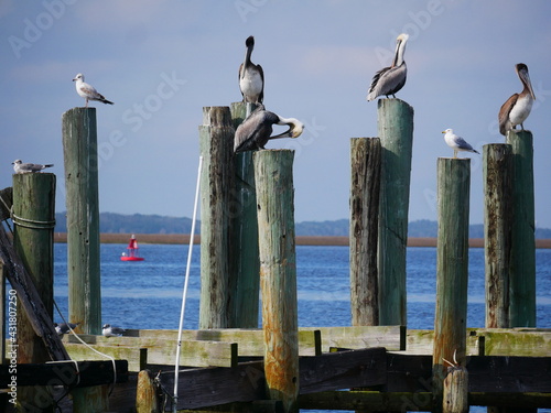 pelicans on pier