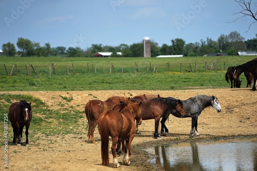 horses on the farm