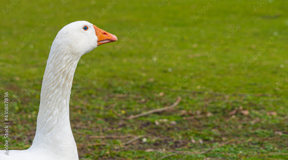 Close up low level view of Embden Emden Geese. Single portrait shot of single goose showing orange beak and blue eye Close up low level view of Embden Emden Geese. Single portrait shot of single goose showing orange beak and blue eye