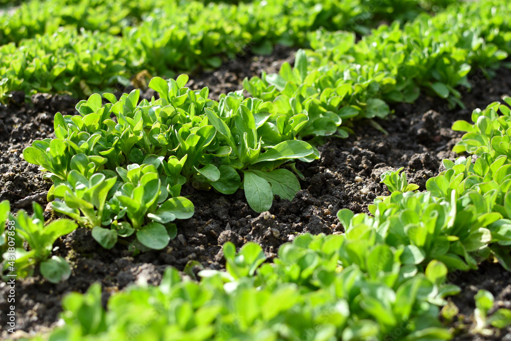 field salad rows in garden field salad rows in garden