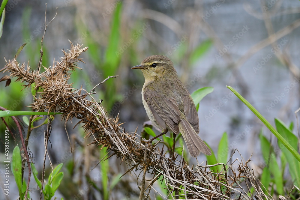 Fototapeta premium FLOR
