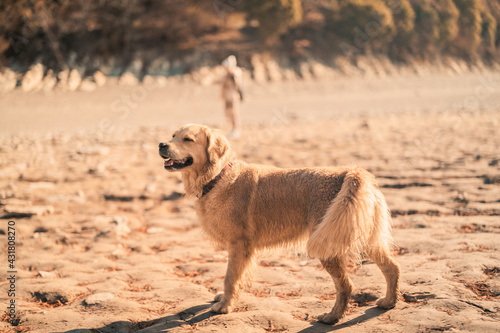 Pets in nature