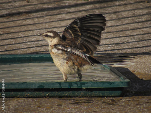 pájaro calandria bañándose alas abiertas al sol perfil photo