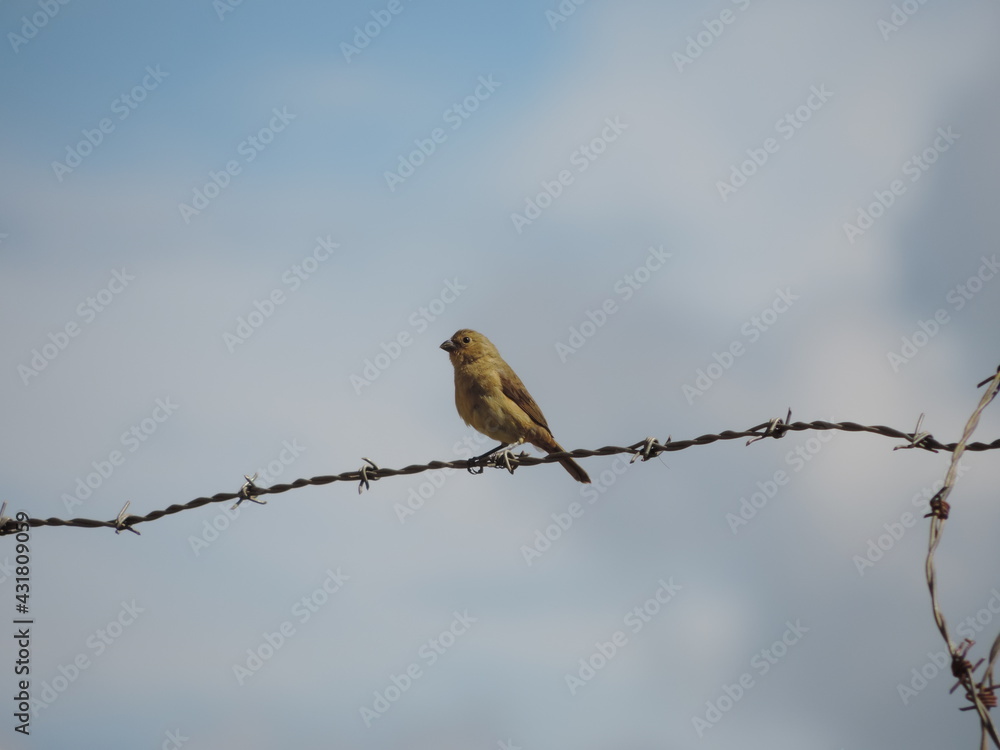 Bird tree sky Bird tree sky