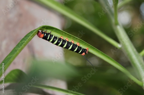 macro