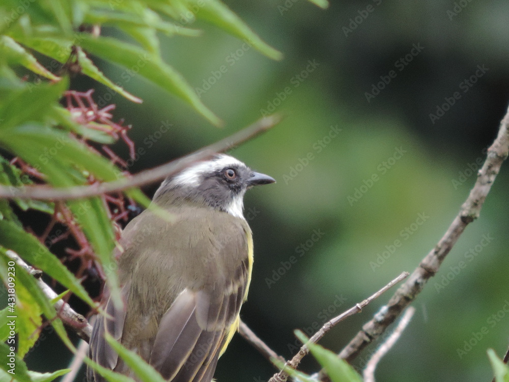 Obraz premium Bird tree sky