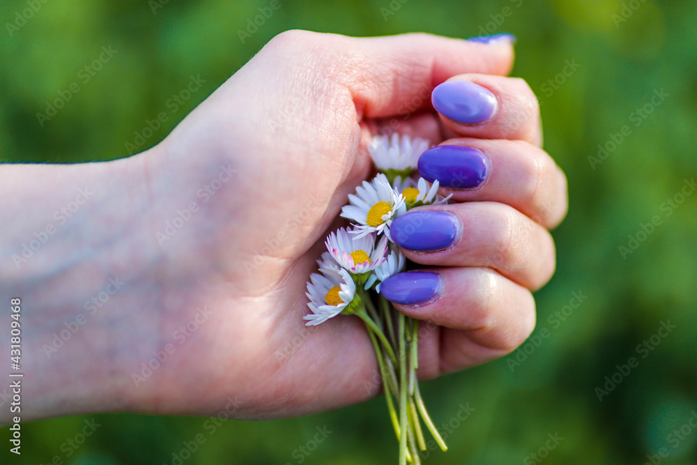 Woman hand with blue manicure holds a bouquet of daisy flowers on green blurred background with copy space on a sunny spring day in nature Woman hand with blue manicure holds a bouquet of daisy flowers on green blurred background with copy space on a sunny spring day in nature